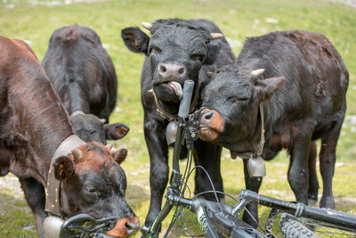 Cattle by bicycle on grass