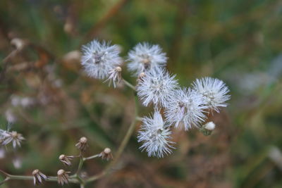 Close-up of white flowering plant