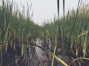 Grass growing in water