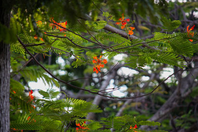 Close-up of flowering plants on tree branch