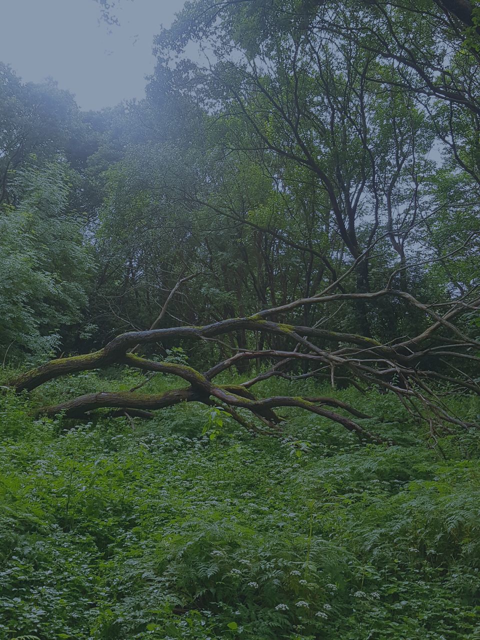 tree, tranquility, nature, green color, tranquil scene, beauty in nature, branch, scenics, day, growth, no people, outdoors, forest, tree trunk, landscape, grass