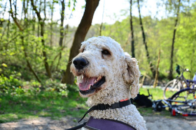 Close-up of a dog looking away