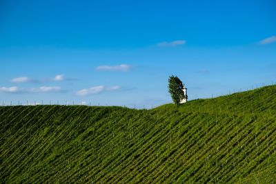Scenic view of agricultural field against sky
