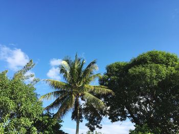 Low angle view of palm trees against clear blue sky