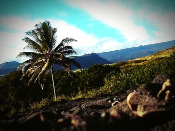 Low angle view of palm trees against sky