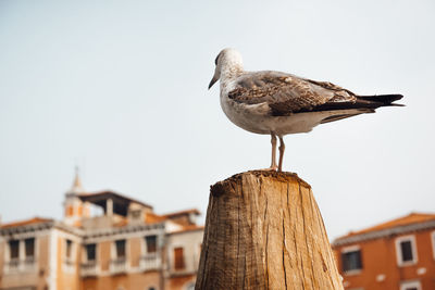 Seagull perching on wooden post against sky