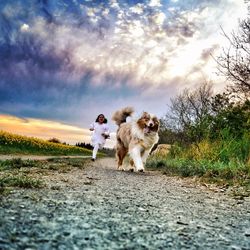 Portrait of dog with dogs against sky