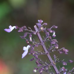 Close-up of wet purple flowering plant