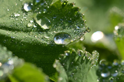 Close-up of raindrops on leaves