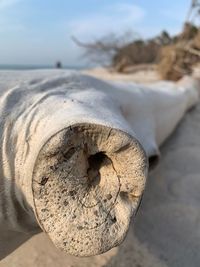 Close-up of shell on beach against sky