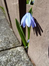 Close-up of blue flower blooming outdoors