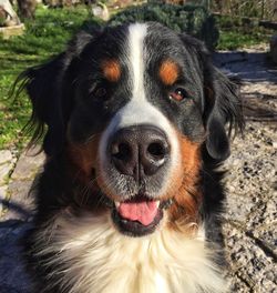 Close-up portrait of a dog