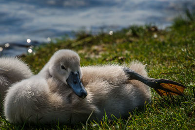 Close-up of swan swimming on lake