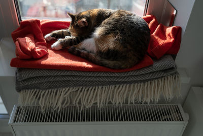 Cat lying on comfortable red blanket hiding nose between paws trying to keep warm on cold morning