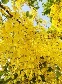 Low angle view of yellow flowers