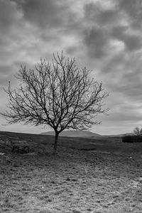 Bare tree on field against sky