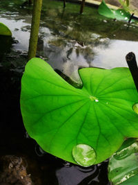 High angle view of leaves floating on lake