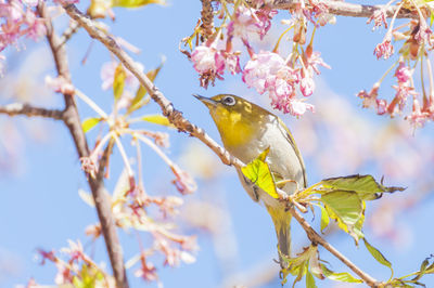 White-eyes and cherry blossoms