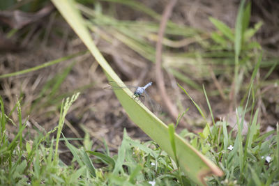 High angle view of insect on grass