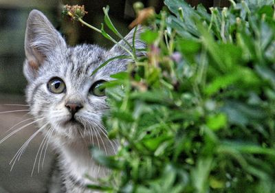 cat