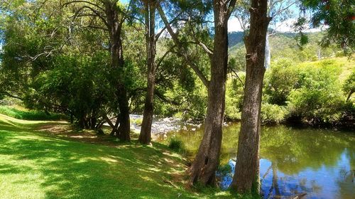 Trees in a river