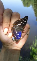 Close-up of hand holding butterfly