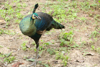 Close-up of bird on field