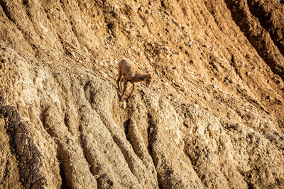 High angle view of butterfly on rock