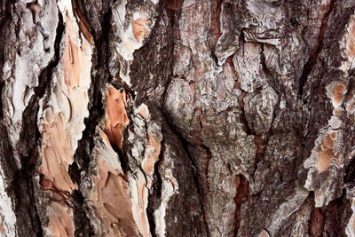 Full frame shot of tree trunk