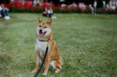 Dog sitting on field