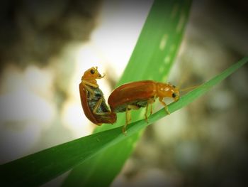 Close-up of insect on plant