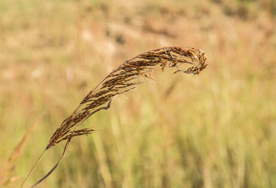 Close-up of stalks in field