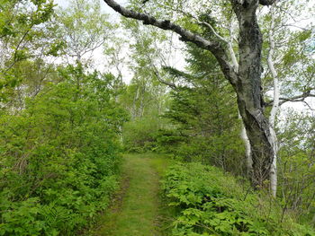 Trees growing in forest