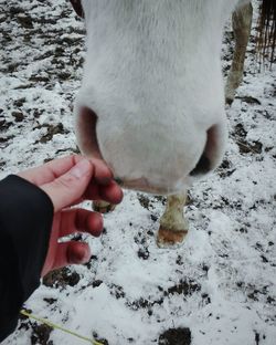 Midsection of person hand with snow during winter