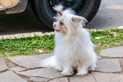 White dog looking away on street