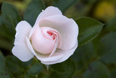 Close-up of white rose