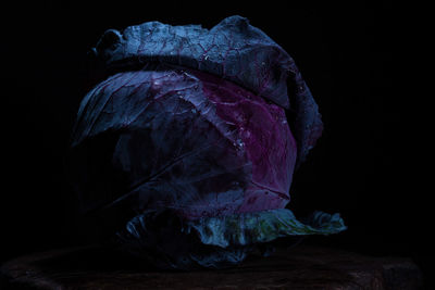 Close-up of leaf against black background