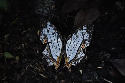 High angle view of butterfly on field