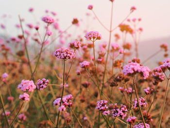 Close-up of pink flowering plants