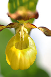 Cypripedium calceolus orchid flower in detail