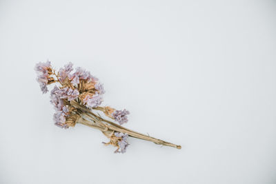 Close-up of wilted plant against white background