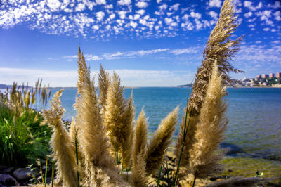 Close-up of plants by sea against sky