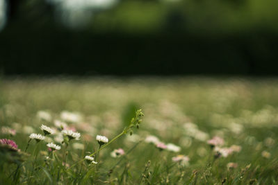 Plant growing in field