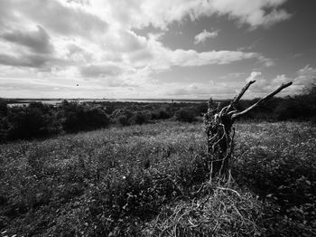 Scenic view of field against sky