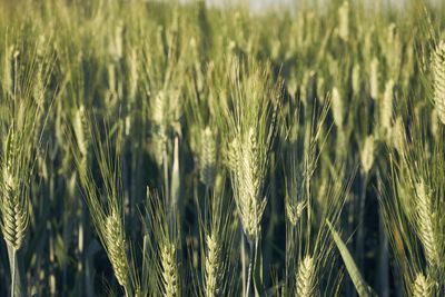 Close-up of wheat field against clear sky