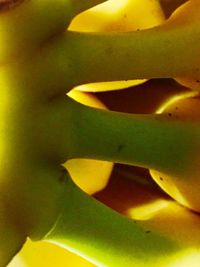 Close-up of yellow flower