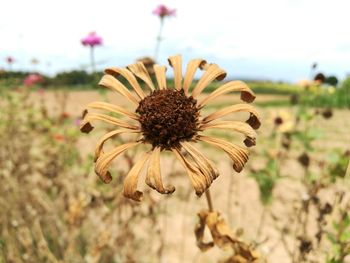 Close-up of flower blooming on field