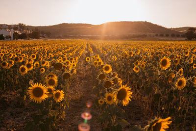 Sunflowers blooming against sky during sunset