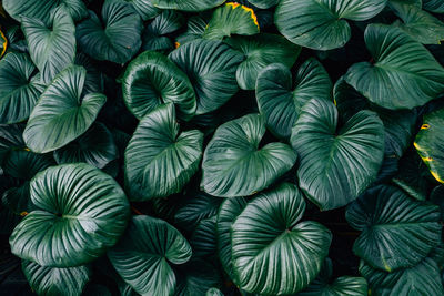 Full frame shot of leaves