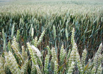 Close-up of stalks in field